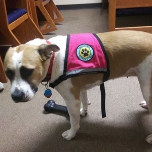 support dog vest